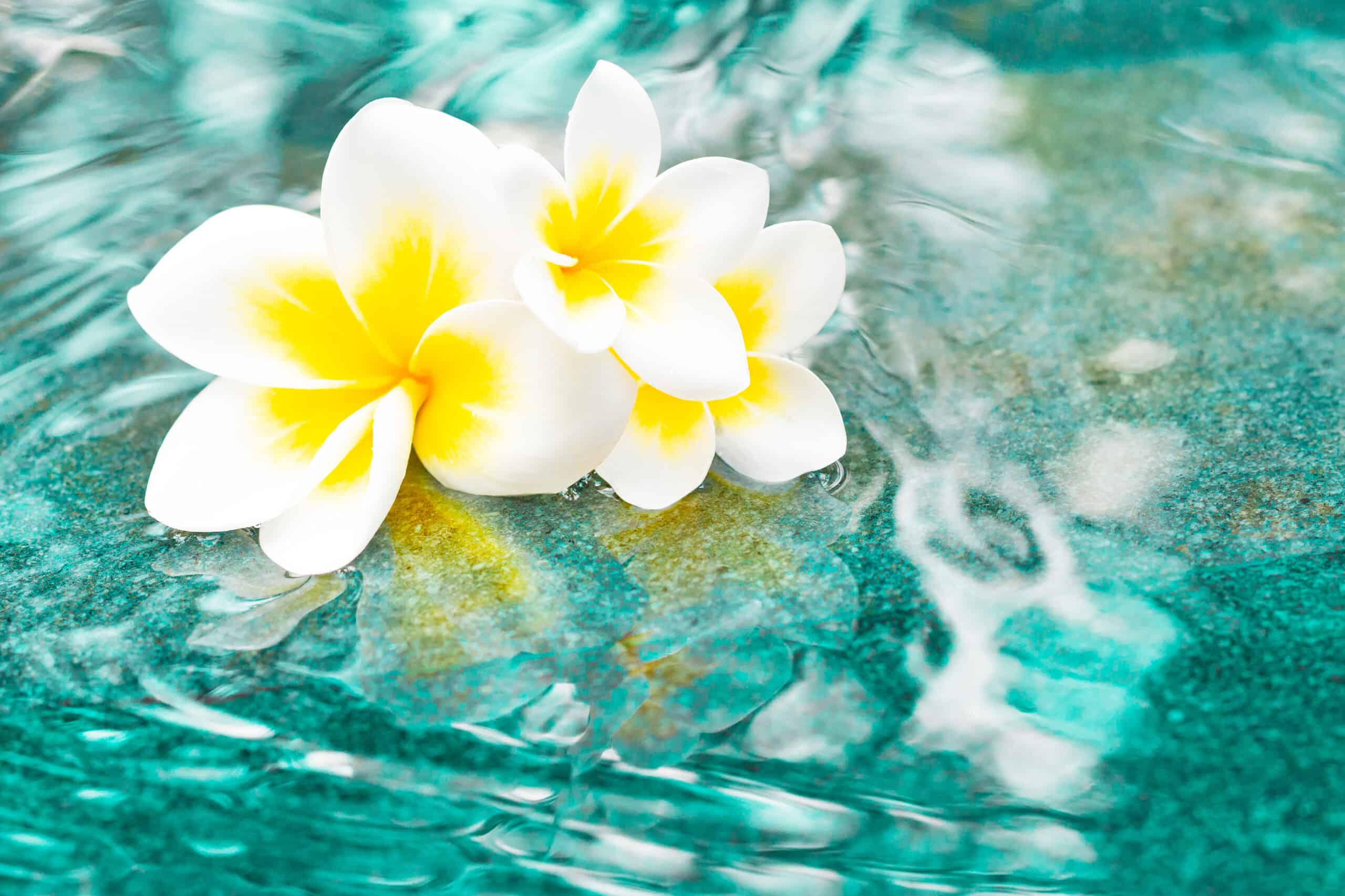 Flowers of plumeria in the turquoise water surface.